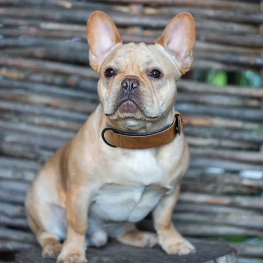 How to Turn Pet Care Into An Experience