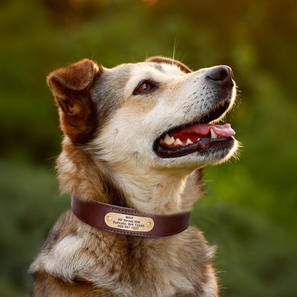 Personalized Leather Dog Collar with Custom Engraved ID Tag
