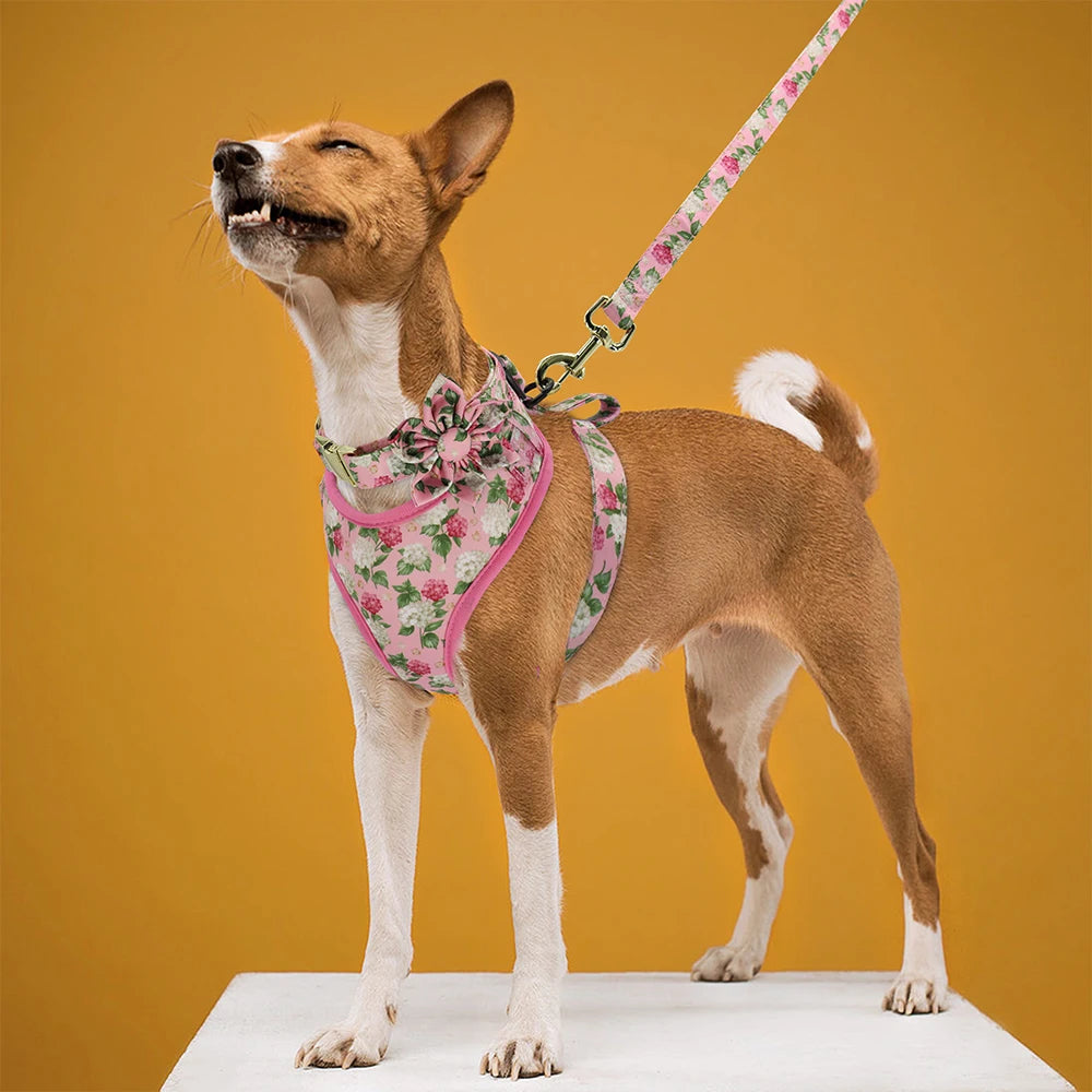 Custom Dog Collar Harness Set - Personalized Nylon Pet Kit