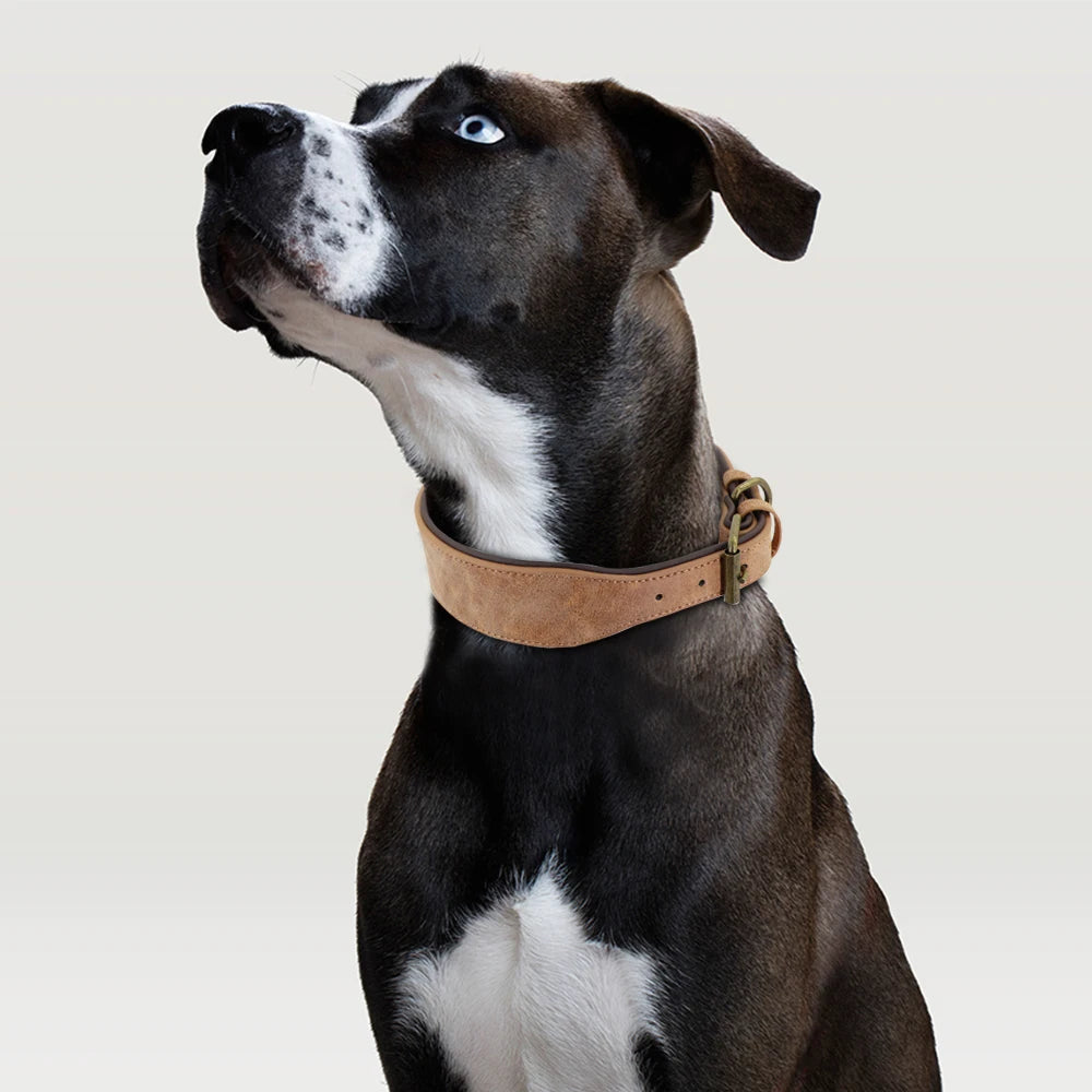 Wide Padded Leather Dog Collar for Large Dogs