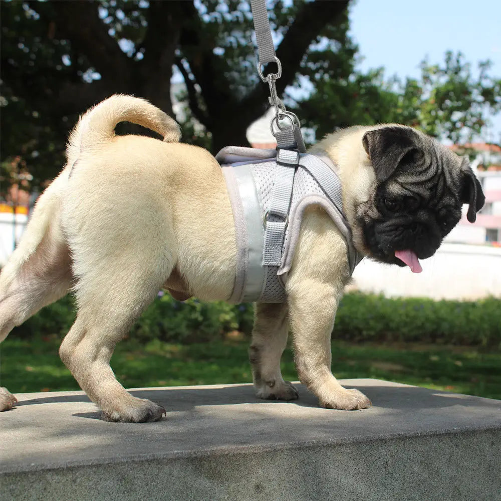 Cat Harness Leash Set - Reflective Mesh Vest for Small Pets