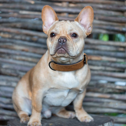 Premium Padded Leather Dog Collar - Comfort & Style for All Breeds
