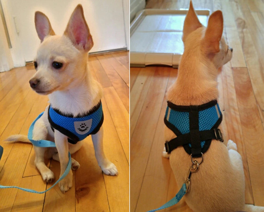 Breathable Mesh Dog Harness & Leash Set - Small Pet Vest Collar