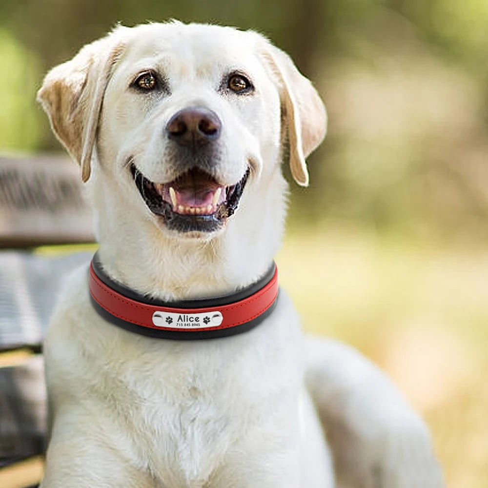 Personalized Leather Dog Collar - Custom Engraved Nameplate