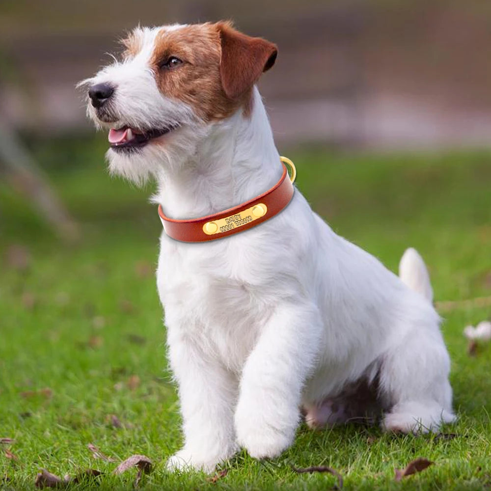 Custom Leather Dog Collar - Free Engraving Personalized Pet ID