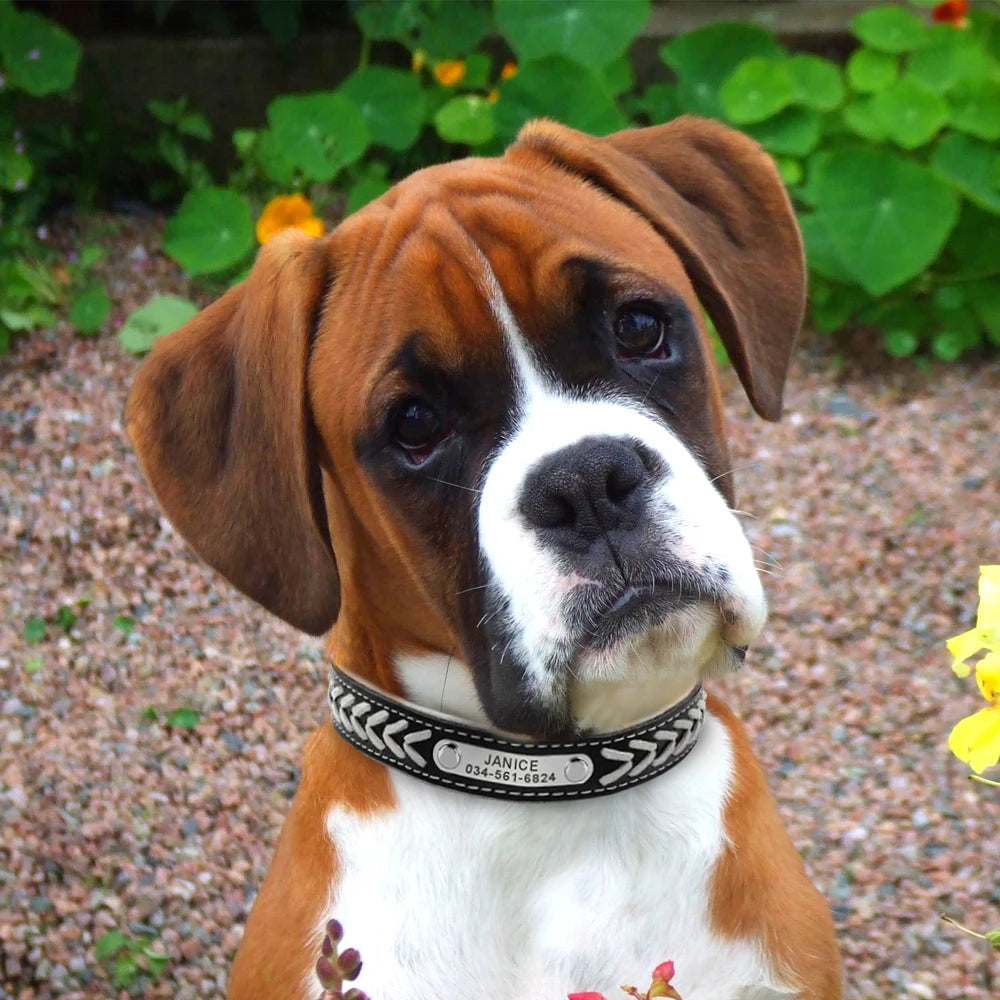 Custom Leather Dog Collar - Personalized Engraved Name Plate