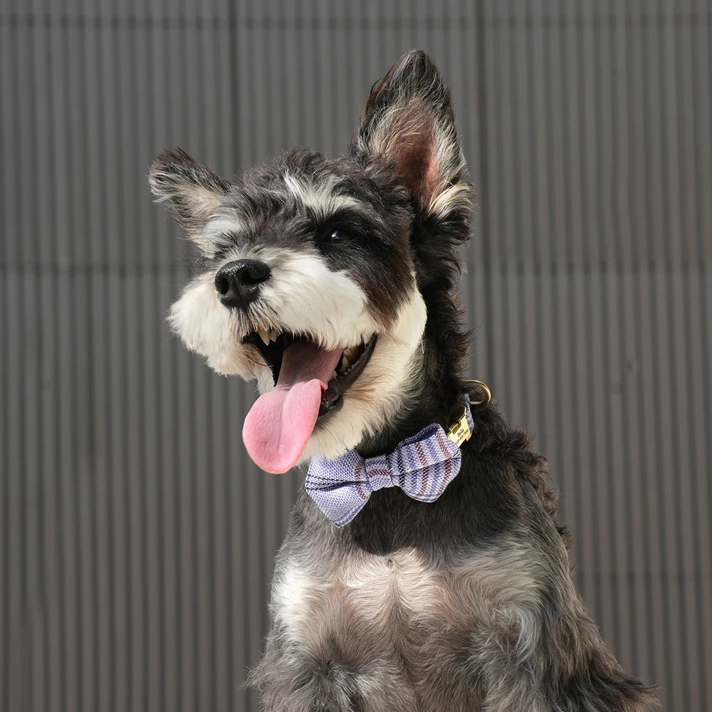 Custom Dog Collar Bowknot Engraved Pet ID Nylon Small Medium