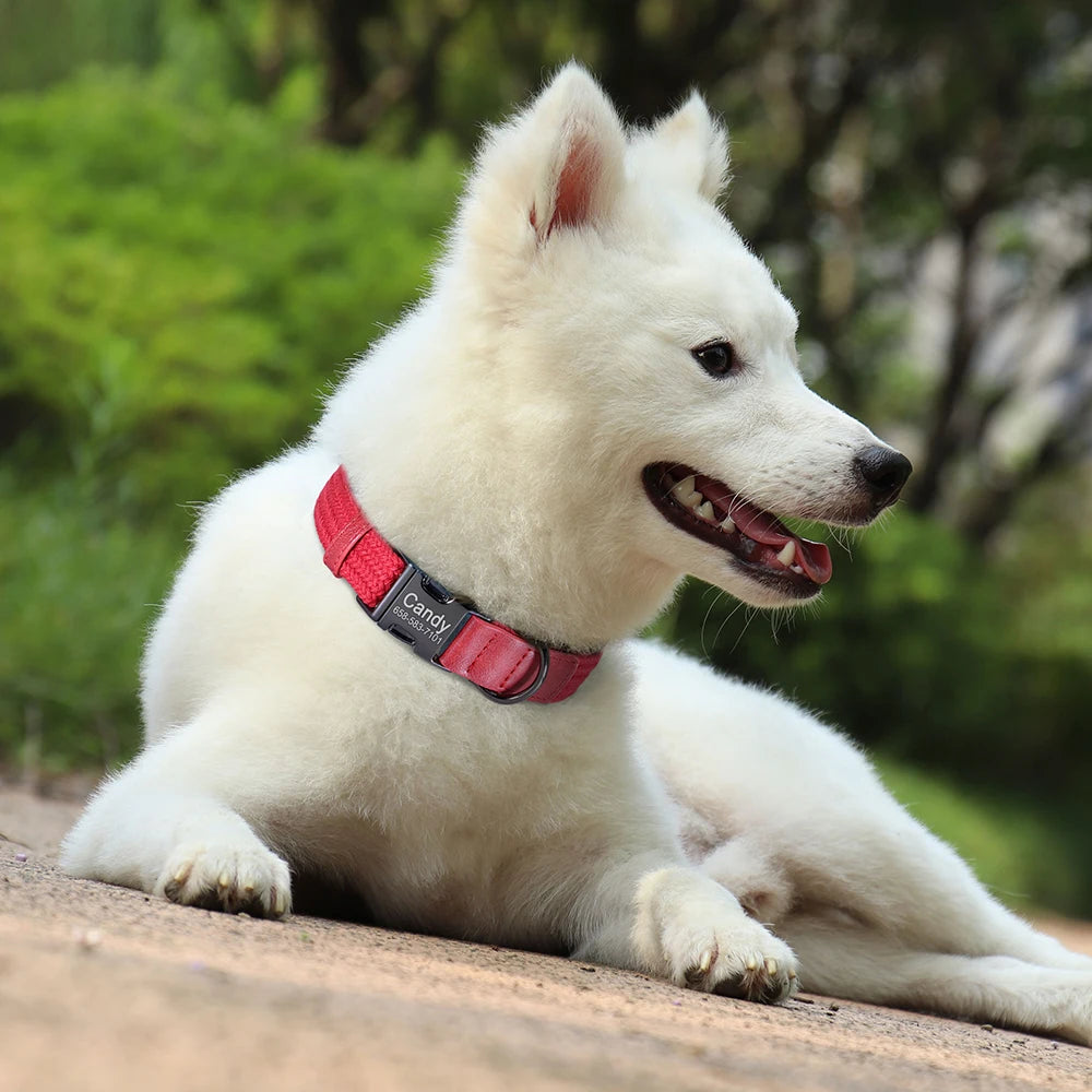 Custom Dog Collar with Name - Adjustable Nylon Pet Collar