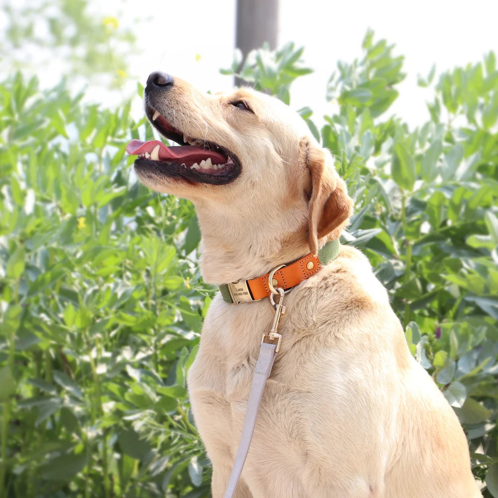 Custom Dog Collar & Leash Set - Personalized Pet ID Nylon Leather