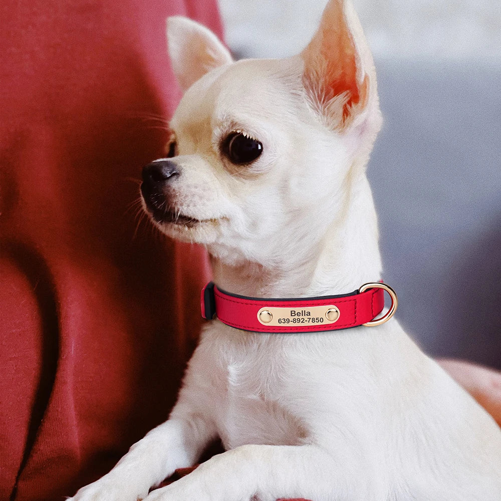 Custom Dog Collar Soft Padded Waterproof Nylon Pet Collar