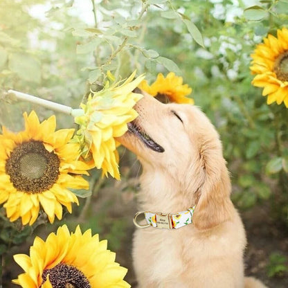 Custom Floral Dog Collar with Free Nameplate - Personalized Pet ID