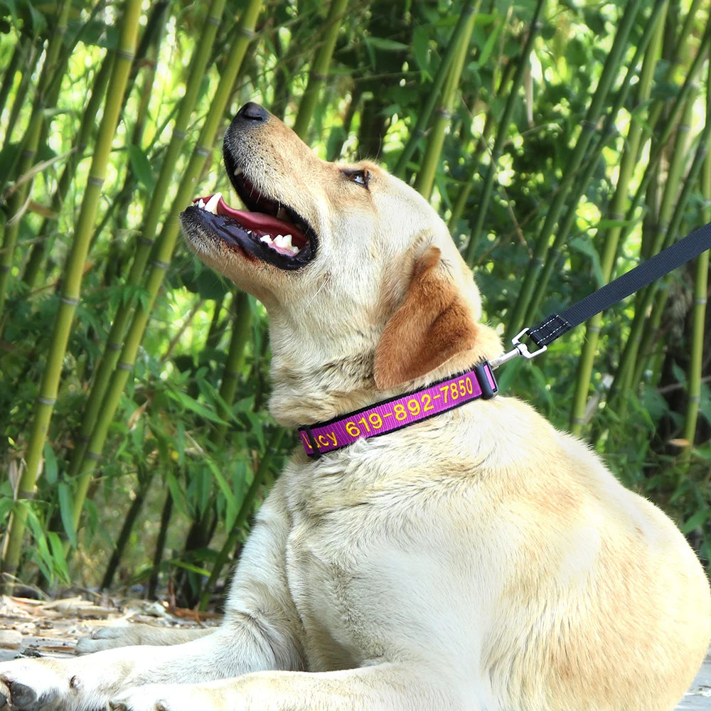 Custom Dog Collar with Embroidered Name - Adjustable Nylon Pet ID