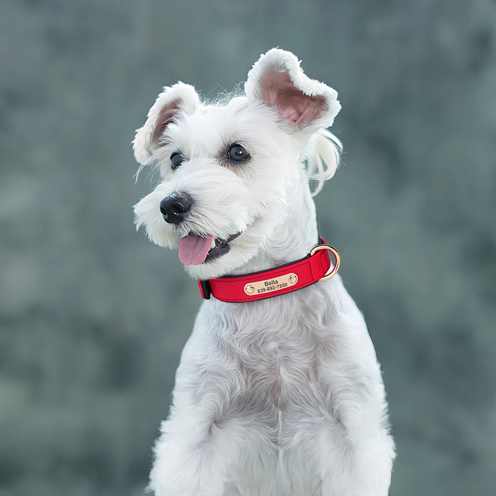 Custom Dog Collar Soft Padded Waterproof Nylon Pet Collar