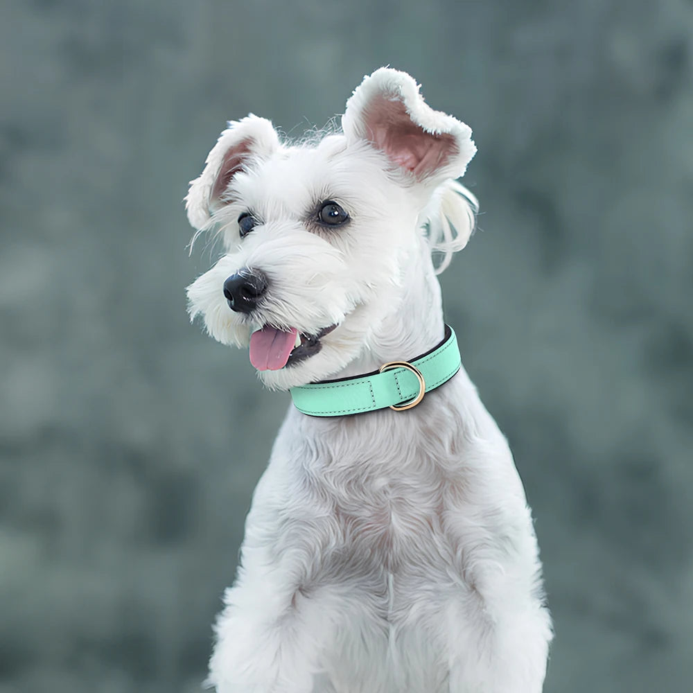 Waterproof Dog Collar - Durable Nylon with Soft Padding