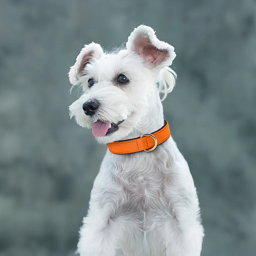 Waterproof Dog Collar - Durable Nylon with Soft Padding