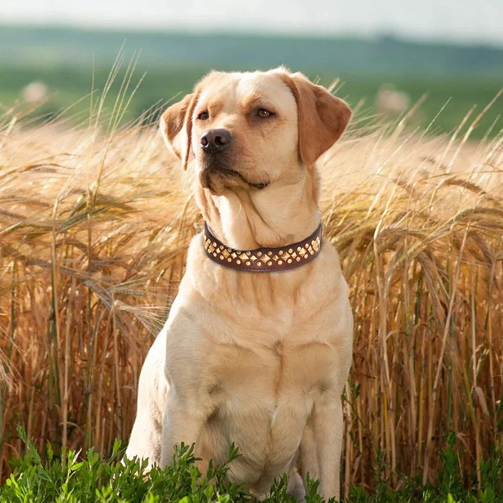 Spiked Leather Dog Collar - Adjustable Studded Collar for Dogs