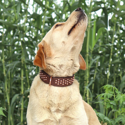 Spiked Leather Dog Collar - Adjustable Metal Rivet Pet Accessory