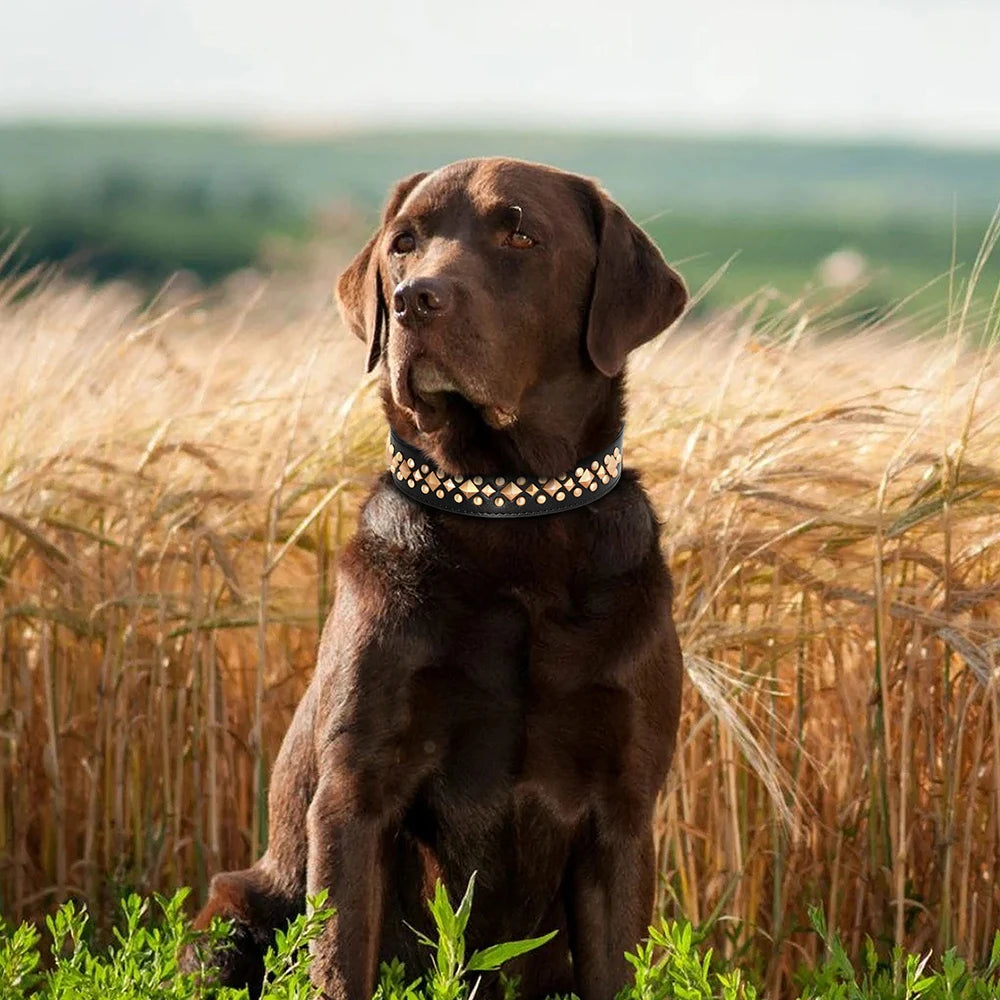 Spiked Leather Dog Collar - Adjustable Studded Collar for Dogs