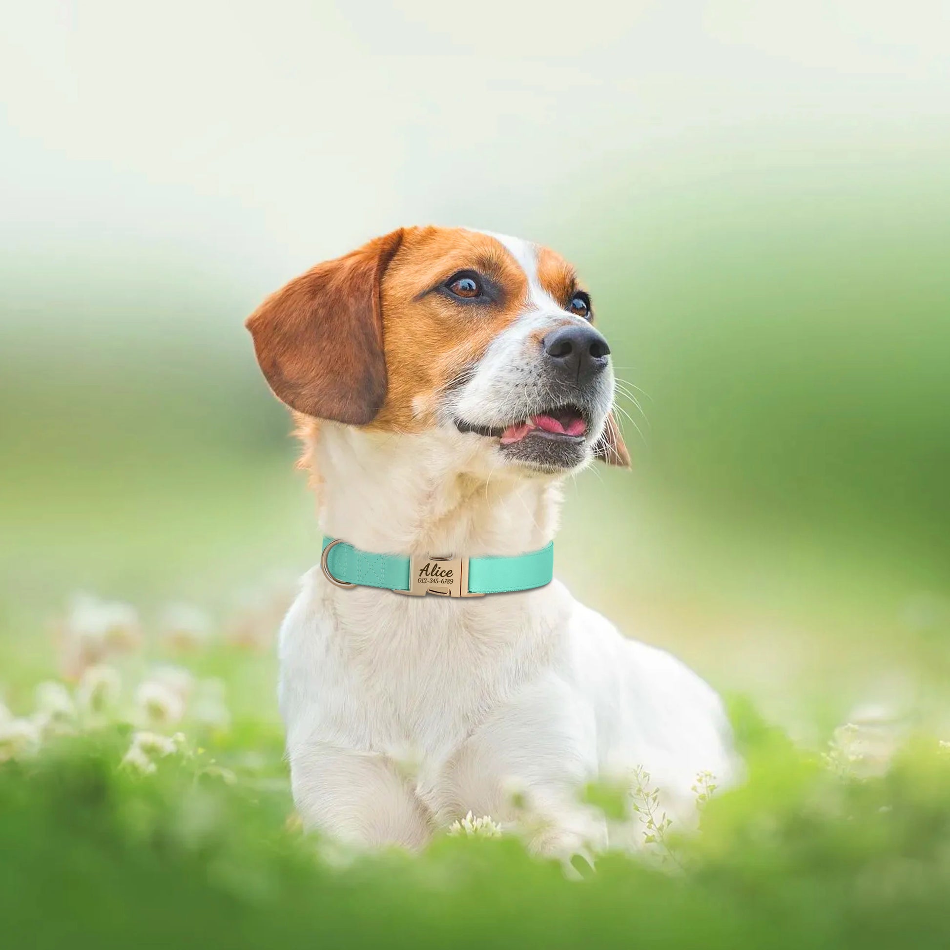 Custom Engraved Dog Collar - Personalized PU Leather Pet ID Collar