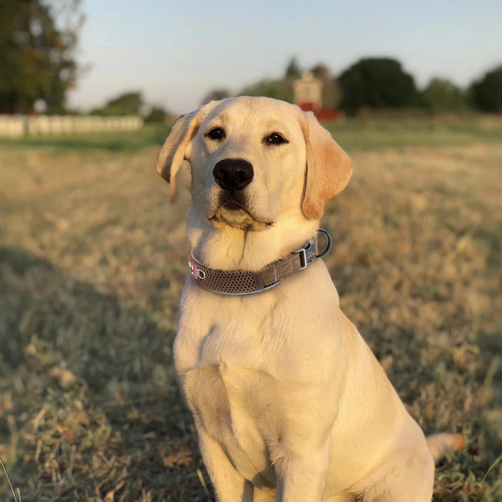 Personalized Dog Collar Breathable Mesh Custom Engraved Pet ID