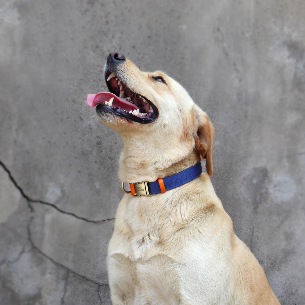 Custom Dog Collar & Leash Set - Personalized Pet ID Nylon Leather