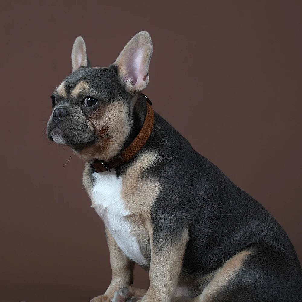 Custom Engraved Dog Collar - Durable Nylon Pet ID Collar