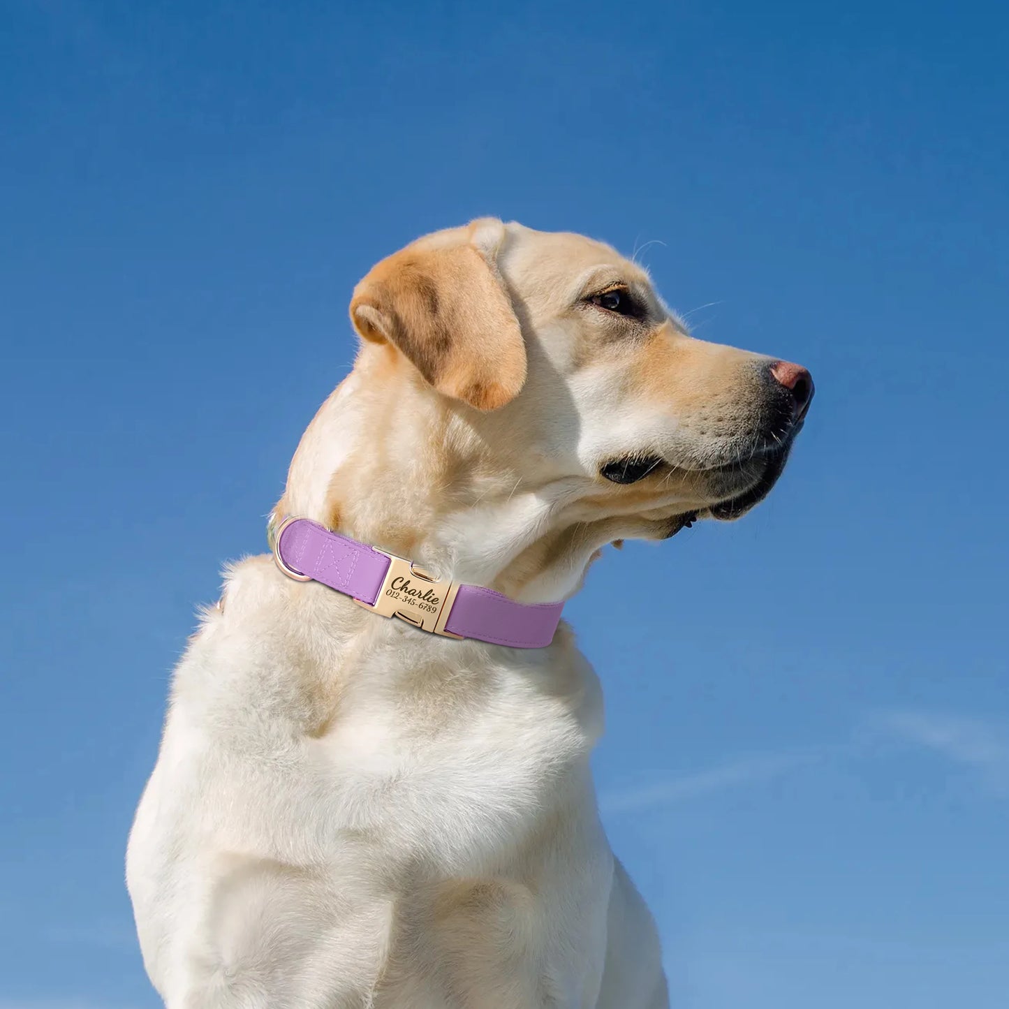 Custom Engraved Dog Collar - Personalized PU Leather Pet ID Collar